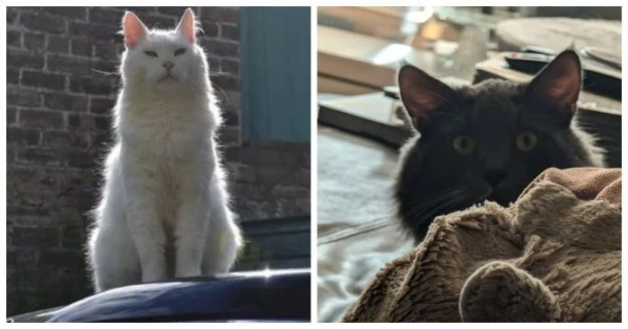 25 котиков, которые следят за хозяевами и контролируют весь дом