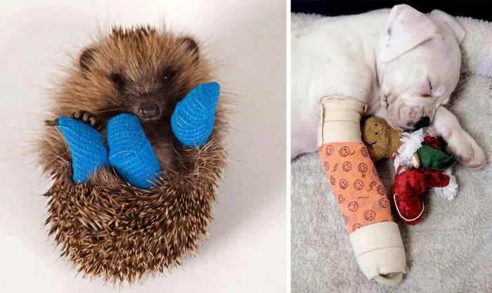 35 милых животных в гипсе, которые растопят ваше сердце