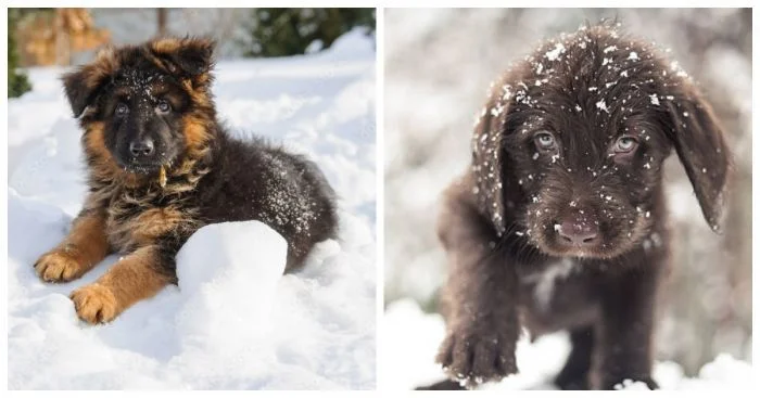 Первая зима: 20 щенков, которые с радостью открывают для себя снег
