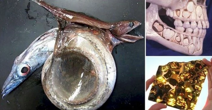 23 редкие фотографии, которые вас поразят