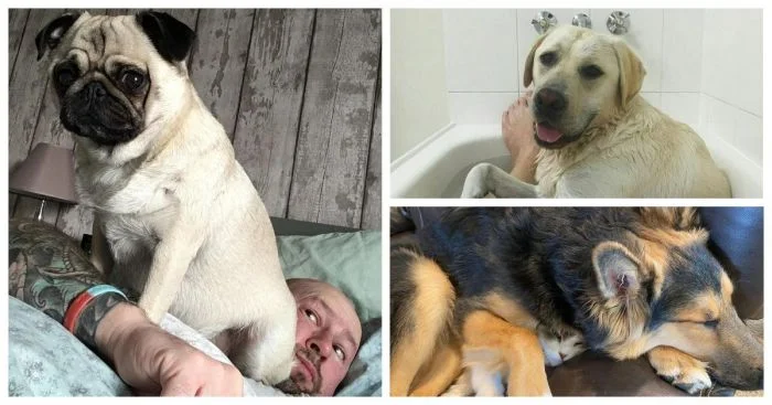 30 питомцев, полностью игнорирующих ваше личное пространство