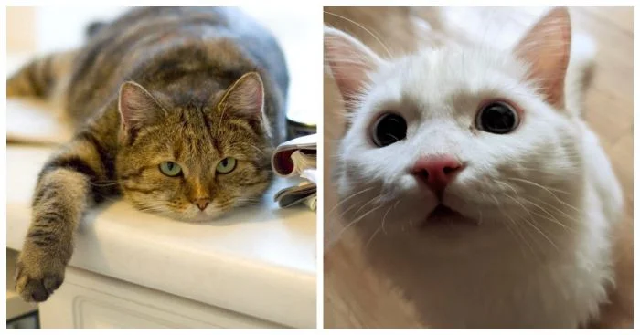 25 котов, которые замерли и попали в потрясающий снимок