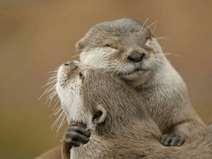 25 милых животных, которые обнимаются искренне и с любовью