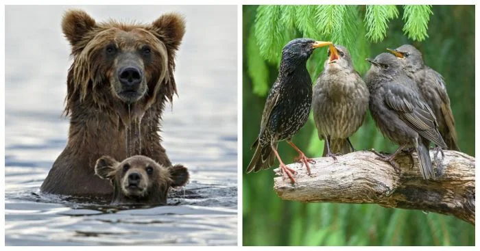 30 трогательных фото животных, показывающих их семейную нежность и заботу