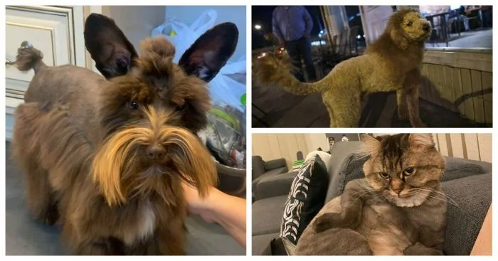 30 забавных и нелепых стрижек животных, вызывающих сочувствие