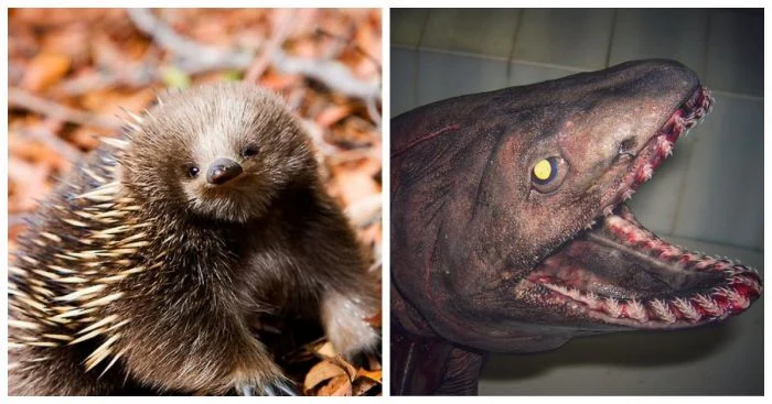 10 животных, переживших динозавров и доживших до наших дней