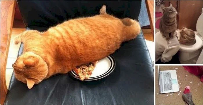 Животные-хулиганы: самые наглые представители фауны