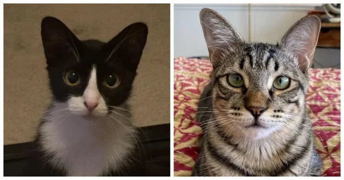 Кошачья актерская игра: 25 виртуозов эмоций