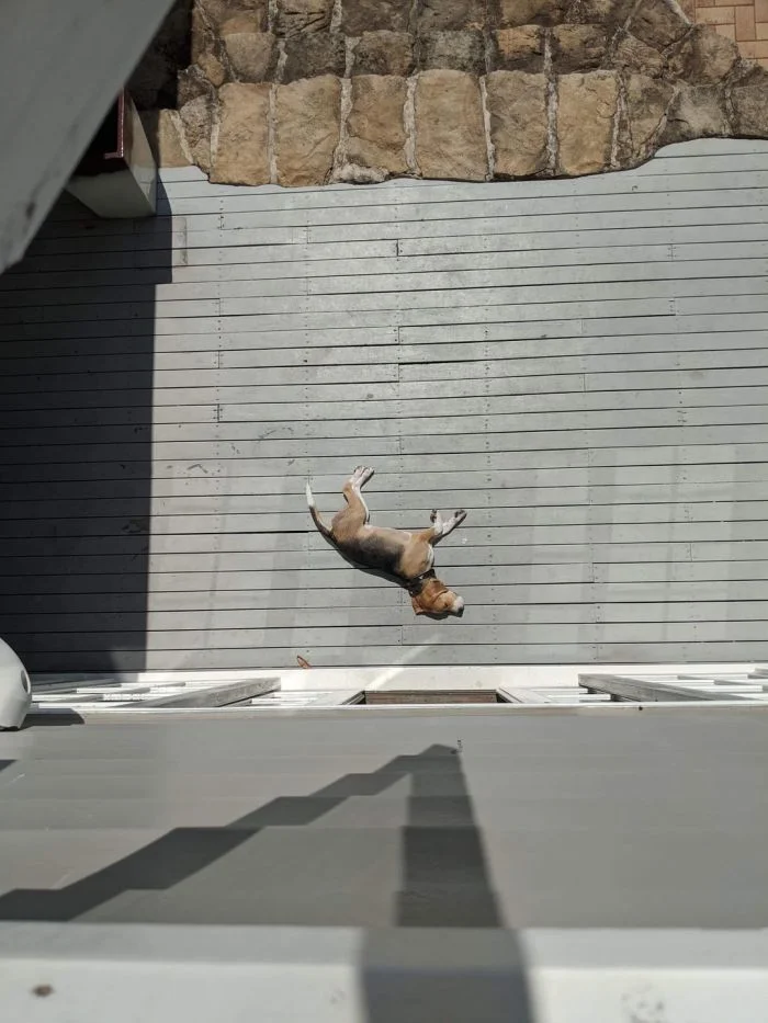 Запутанные картинки: 17 изображений, которые нужно разглядеть