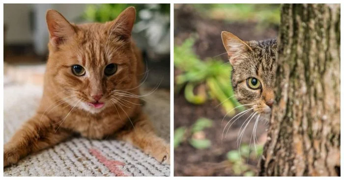 Котики-внимашки: 25 примеров невероятной сосредоточенности