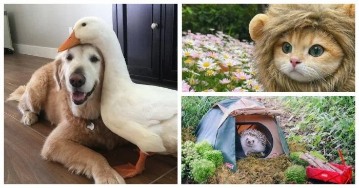 Трогательные моменты: 30 снимков животных для хорошего дня