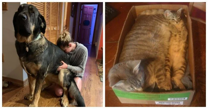 Очаровательные великаны: 30 фото, которые вызовут улыбку