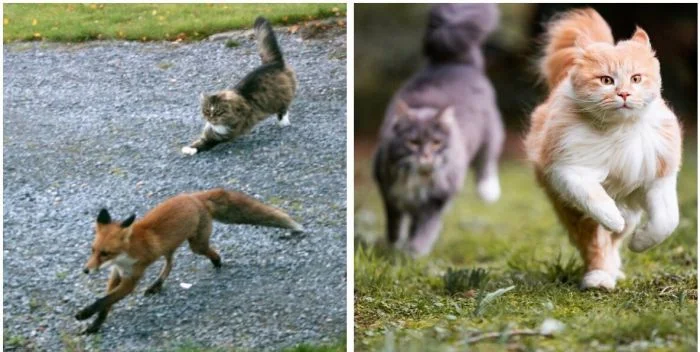 Лапки на старт: 25+ мосек, играющих в догонялки