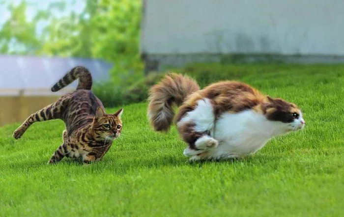 Лапки на старт: 25+ мосек, играющих в догонялки