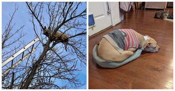 Когда собаки запутались в себе: 17 забавных снимков