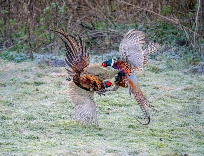 Мешанина на общую тему