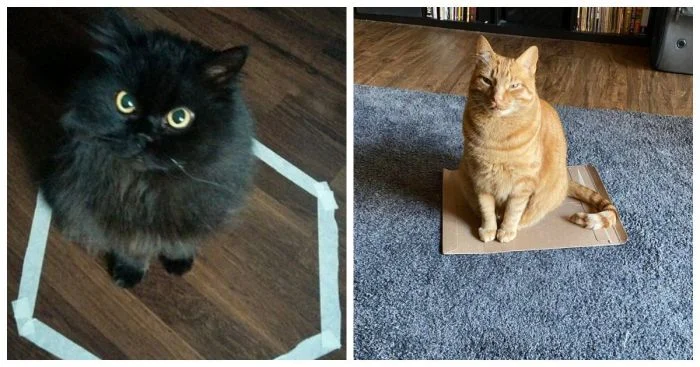 Ловушки для кошачьих гениев