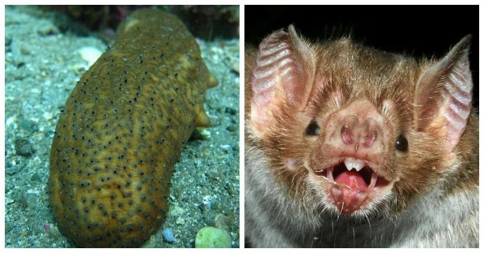 Когда природа пугает: 10 фактов, от которых мурашки по коже