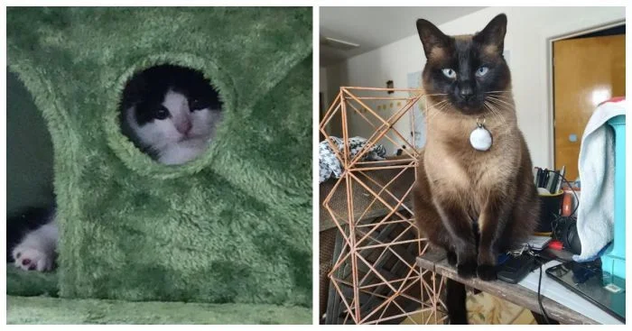 Загадочные существа дома: 25 обитателей, придающих уют