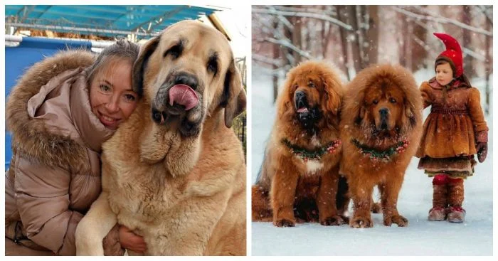 Пёсели-великаны: 25 восхитительных примеров