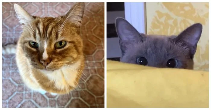 Очаровательные создания, наполнившие дом теплом