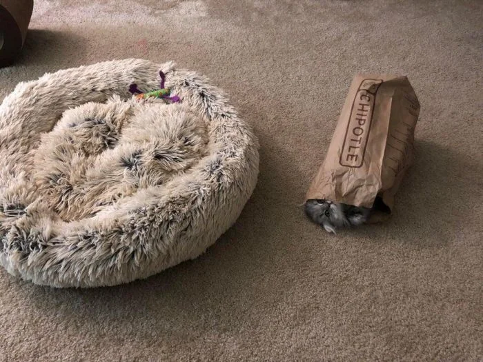 Когда лежанка — не вариант: 20 фото вредных котиков