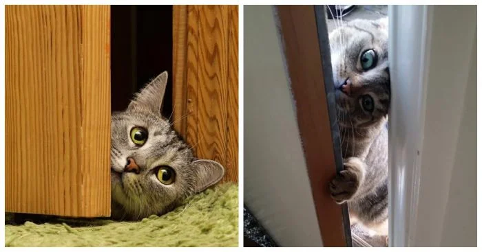 Когда деликатность и любопытство встречаются: 25 забавных мордашек