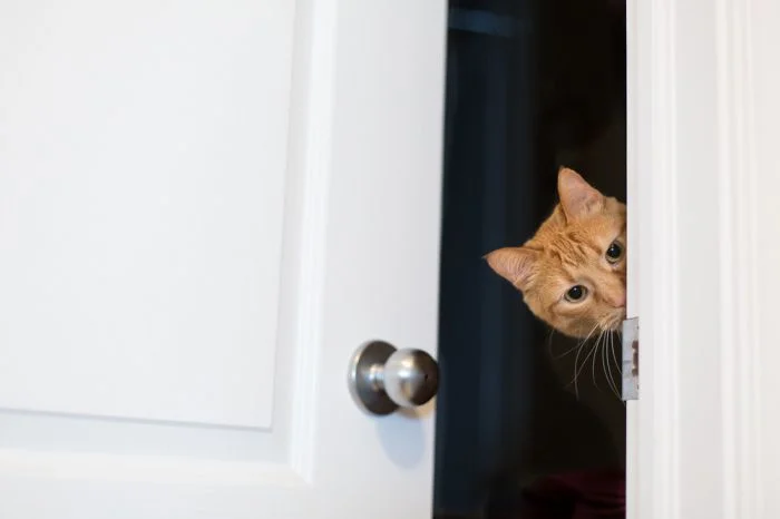 Когда деликатность и любопытство встречаются: 25 забавных мордашек