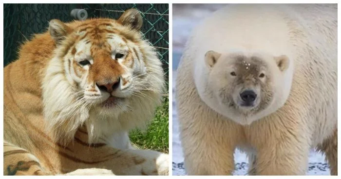 Невероятные, но реальные животные-гибриды