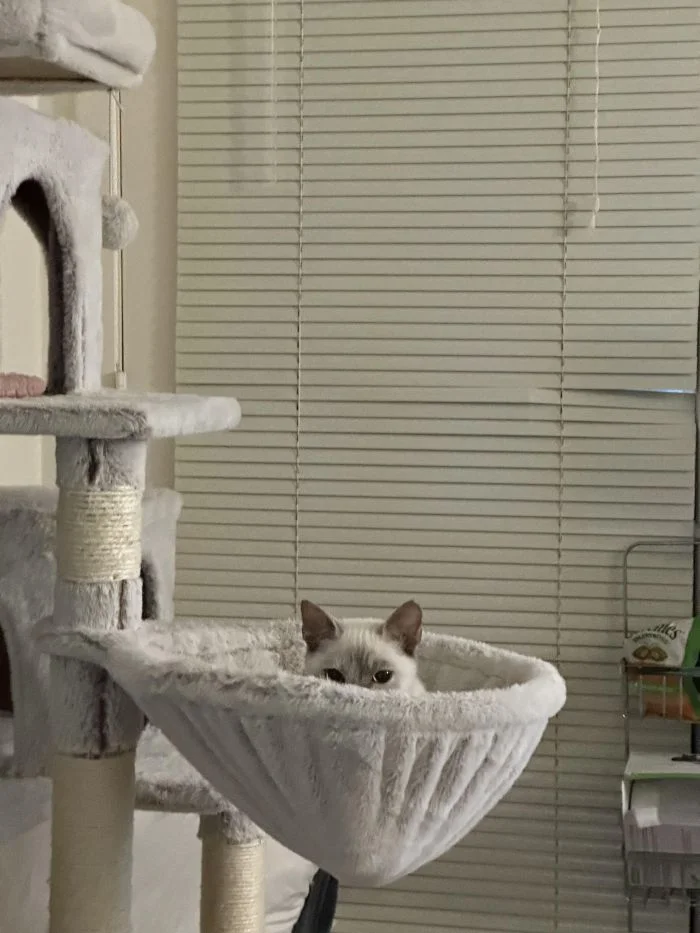 25 неожиданных мест в доме, где любят прятаться котики