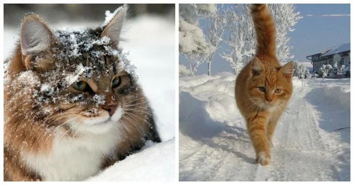 Коты и снег: 25 фото, полных радости и эмоций