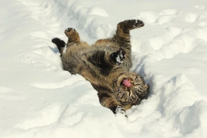 Коты и снег: 25 фото, полных радости и эмоций