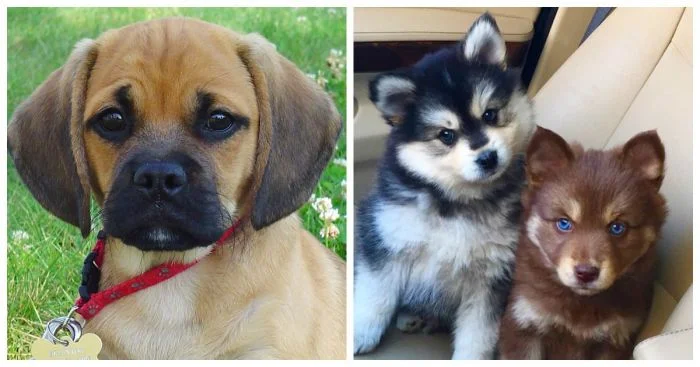 Щенки-метисы: 26 милых пушистиков, которых вы захотите забрать домой