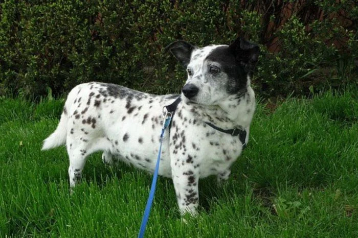 Щенки-метисы: 26 милых пушистиков, которых вы захотите забрать домой