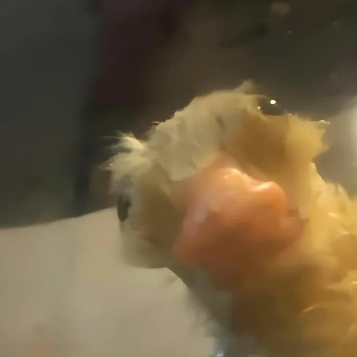 Симпатичный малыш: фото утёнка растопило сердца пользователей