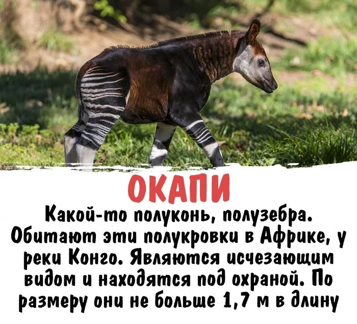 Интересная биология #36