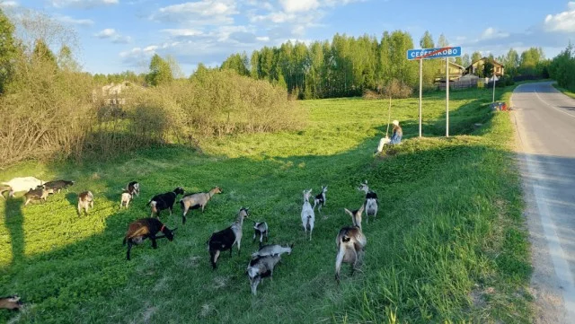 Козы и борщевик