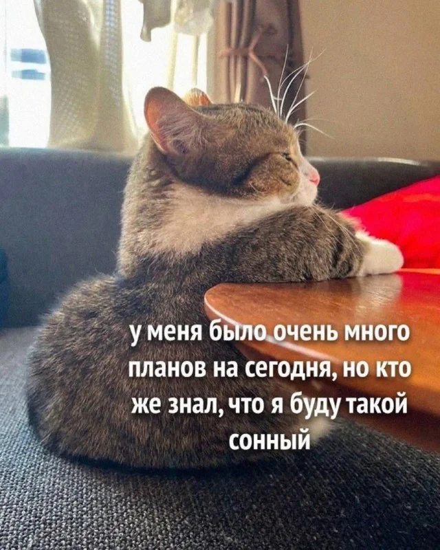 Весёлые картинки в ленту