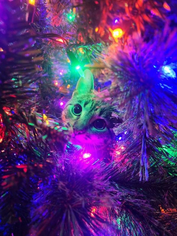 Фото Рулетка