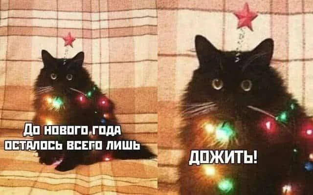 Разные веселые картинки