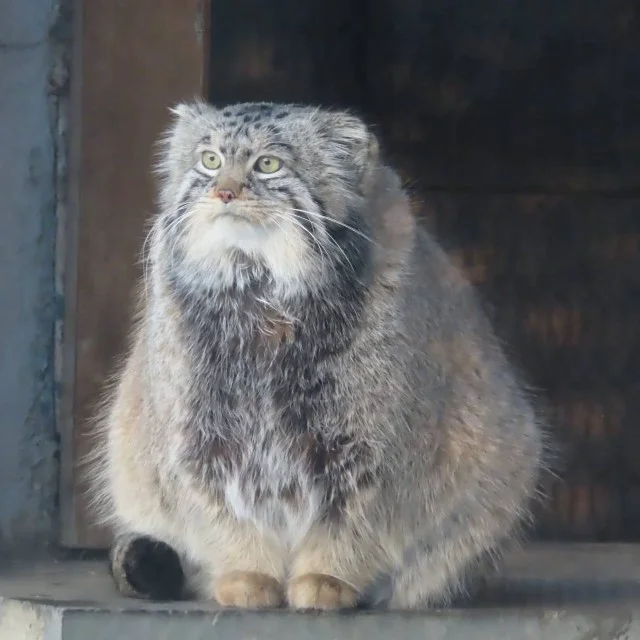 Манул Тимофей задумчиво ищет выходные на горизонте