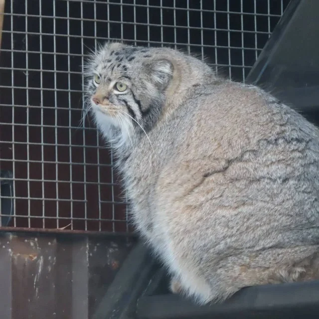 Манул Тимофей задумчиво ищет выходные на горизонте