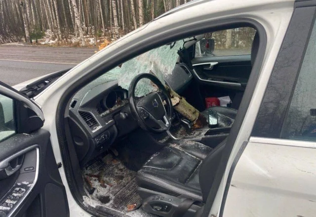 Как в фильме ужасов: бревно пробило авто насквозь