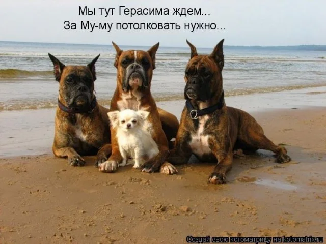 Животныйюмор