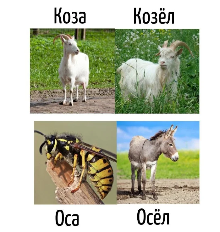 Игра слов #36