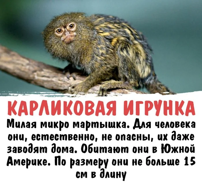 Интересная биология #38