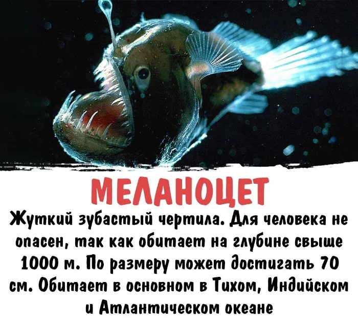 Интересная биология #39