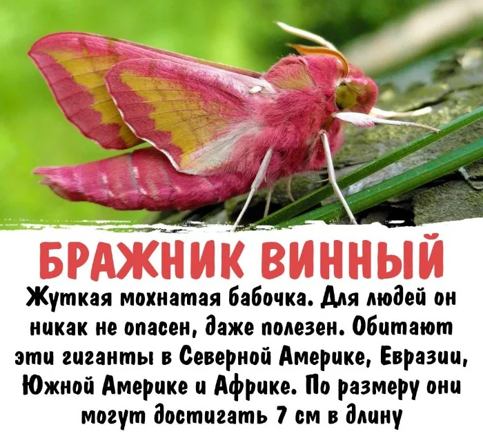 Интересная биология #41