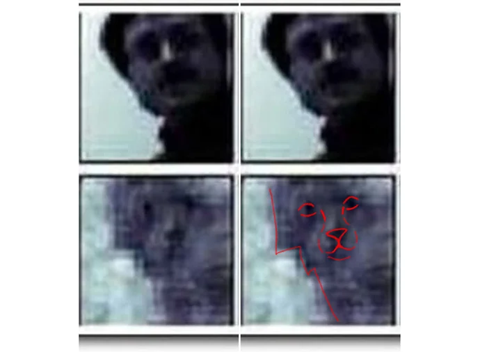 Видят ли коты нас как гигантских кошек? Тайна эксперимента