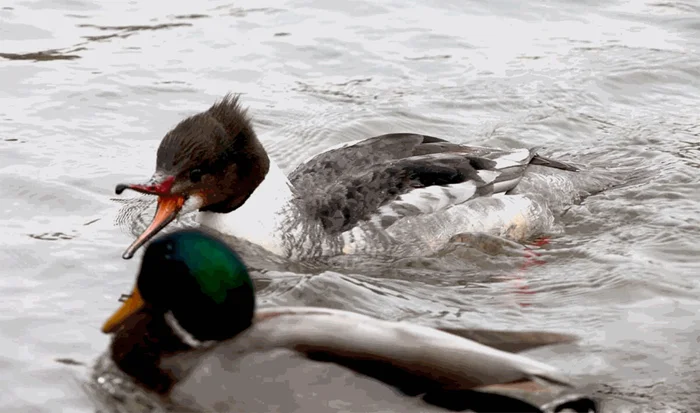 Страшные «зубы» большого крохаля: утка, внушающая страх